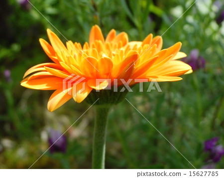 雛菊 雛菊 15627785