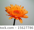 Gerbera 15627786