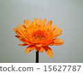 Gerbera 15627787