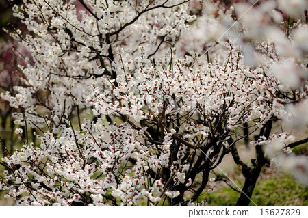 White flower flowers 15627829