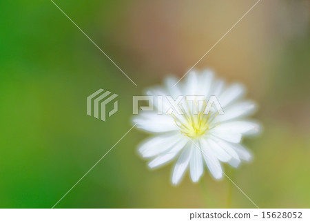 Taraxacum coreanum/dandelion 15628052