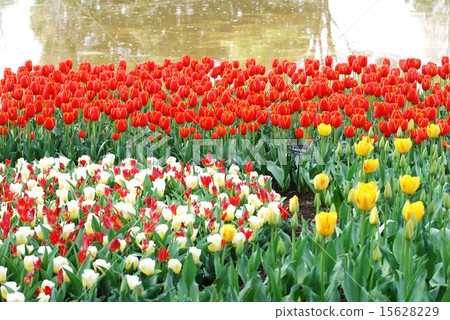 五彩的鬱金香 15628229