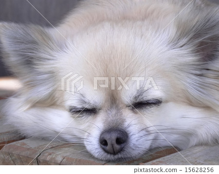 睡在樹蔭下長久的吉他花的睡臉 睡在樹蔭下長久的吉他花的睡臉 15628256