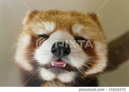 Lesser panda 15628372