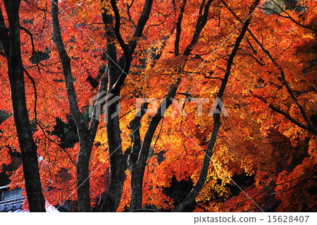 Maple 2 Maple 2 15628407