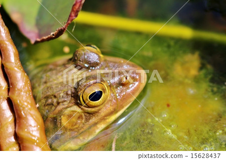 牛蛙 牛蛙 15628437