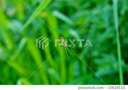 Tetragnatha pratensis Tetragnatha pratensis 15628518