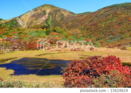 Tangu花園的Ikuto和Mt. 15628629