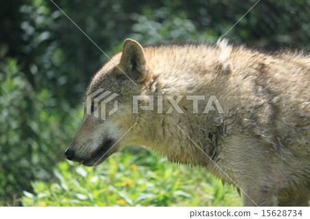 東山動物園的Shinlin Wolf 15628734