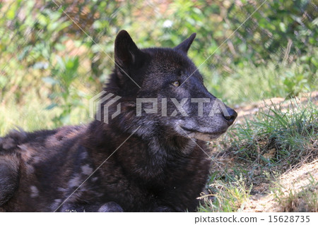 東山動物園的Shinlin Wolf 東山動物園的Shinlin Wolf 15628735