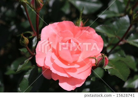 Rose / Jardin de France 15628741