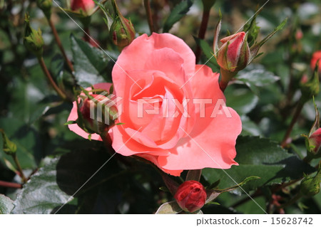 Rose / Jardin de France 15628742