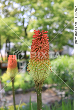 Tritoma金黃色 Tritoma金黃色 15628749