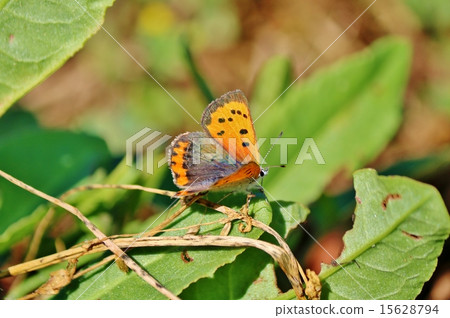 Lycaena phlaeas Lycaena phlaeas 15628794