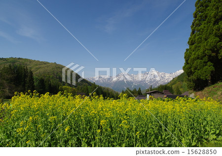 Shinshu Hakuba village blue ogre (in the blue) Spring of the settlement, looking for the northern alps of the snowfall 15628850