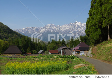 信州白馬村藍色食人魔（藍色）定居點的春天，尋找降雪的北阿爾卑斯山 15628853