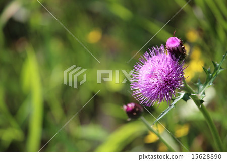 A flower A flower 15628890