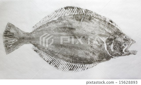 Fish development (flounder) Fish development (flounder) 15628893