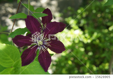 Dessen Genji紫色 15628905