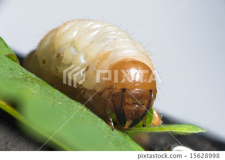 cockchafer larva - white grubs 15628998