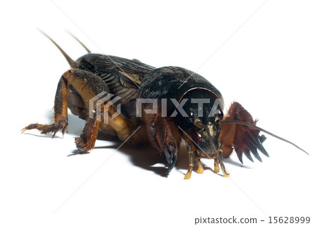 Mole cricket Mole cricket 15628999