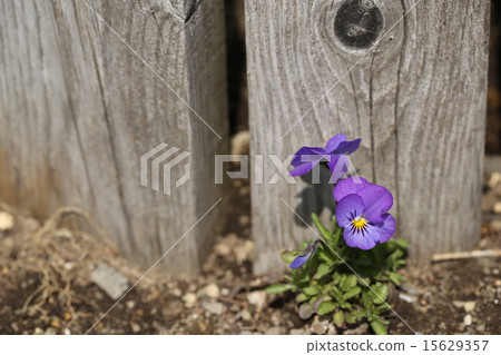 One viola 15629357