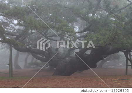 Kanonji City Ariake Beach covered with dense fog Kanonpo Park "Kanonji temple Matsubara Kanonji City Ariake Beach covered with dense fog Kanonpo Park "Kanonji temple Matsubara 15629505