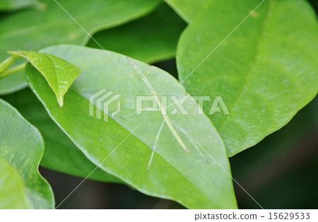 Nanafushi larva 15629533