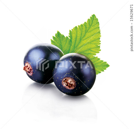 black currant 15629671