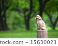 toy poodle  15630021