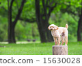 toy poodle  15630028