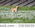 toy poodle  15630030