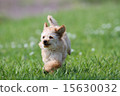 toy poodle  15630032