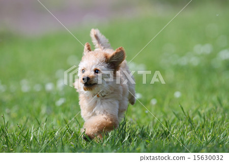 toy poodle  15630032