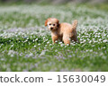 toy poodle  15630049