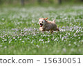 toy poodle  15630051