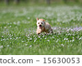 toy poodle  15630053