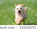 toy poodle  15630055