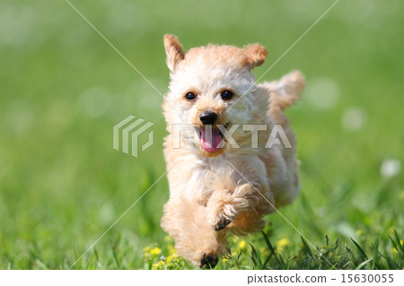 toy poodle  15630055