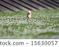 toy poodle  15630057