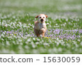 toy poodle  15630059