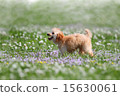 toy poodle  15630061