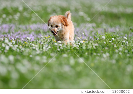 toy poodle toy poodle 15630062
