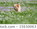 toy poodle  15630063