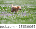 toy poodle  15630065