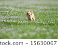 toy poodle  15630067