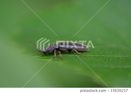 Akahige giraffe cometsuki 15630237