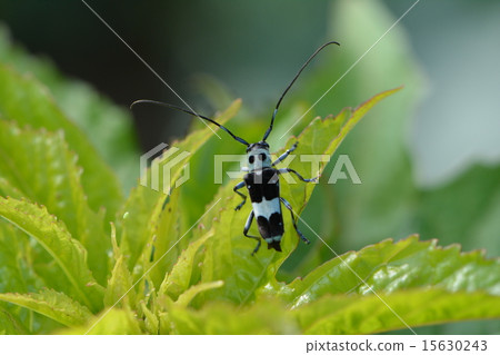 Lamy Cite Lamy Cite 15630243