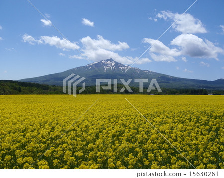 強姦開花 15630261