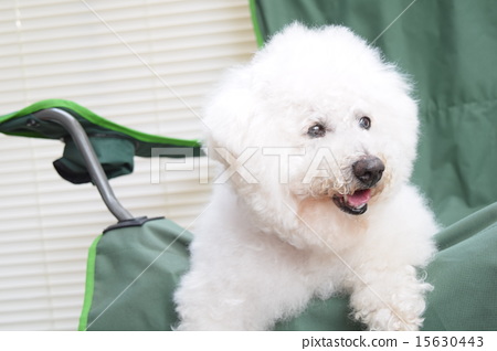 Bichon Frize 15岁的老犬右眼白内障 图库照片